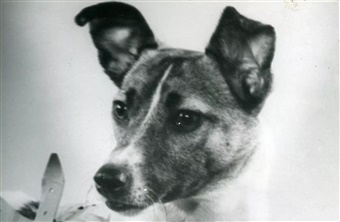 Laika banede vejen for Artemis II