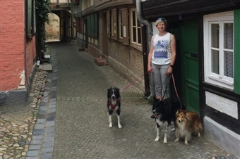 Fra HUNDEN: Spontane ferier i udlandet med flere hunde - kan man det? 
