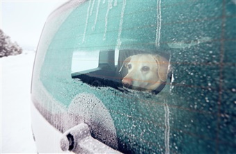 Hunde i kolde biler risikerer frostskader