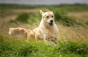 Vejledning og viden til hverdagen: Dansk Kennel Klub underst&oslash;tter alle hundeejere