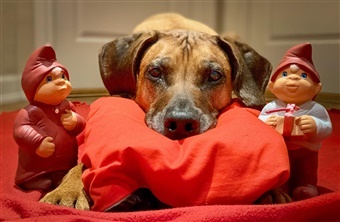 24 kalendergaver til din hund