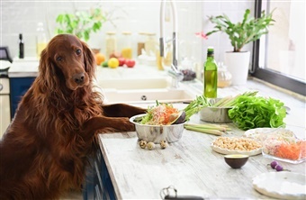 Disse juleklassikere er giftige for din hund