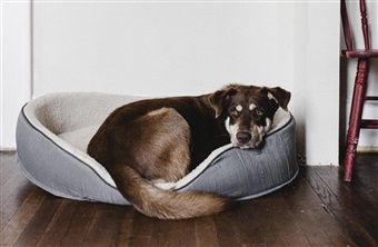 N&aring;r hunden TROR, den skal have hvalpe