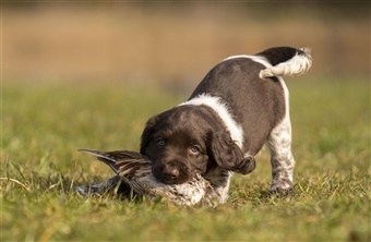 Jagthundehvalpen: Fundamentet for den perfekte makker