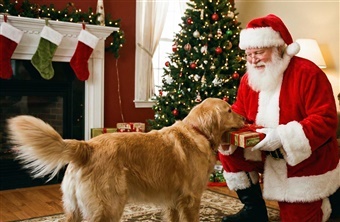 Juleaften med fire poter: En hyldest til hundens jul