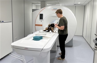 Mulighed for MRI-scanning af Cavalier King Charles Spaniel i Jylland