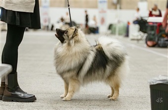 Keeshonden – Den smilende selskabshund