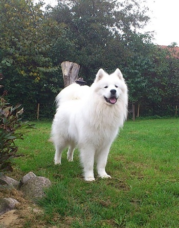 Rubi