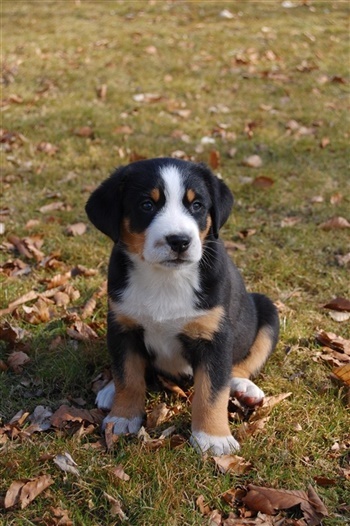 Orla