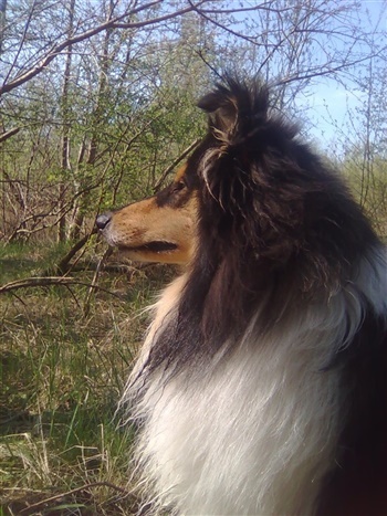 zanadu Lox