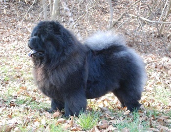 Teglvangs Wladimir