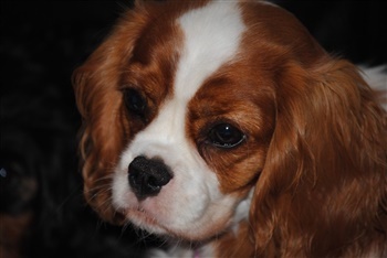 Miss Emma