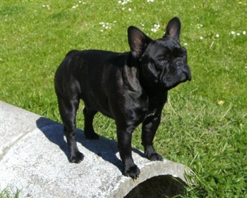 Chica Sue