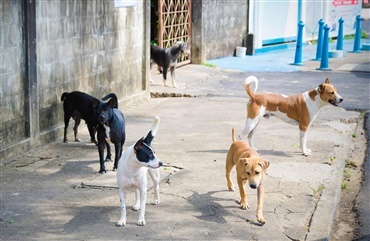 Ny forskning: Utr&aelig;nede gadehunde lystrer mennesker