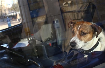 SOMMER: Husk hunde ud af biler