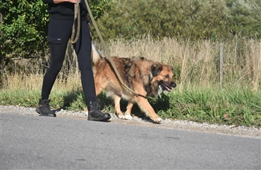 N&aring;r linen strammer – s&aring;dan l&aelig;rer du din hund at g&aring; p&aelig;nt