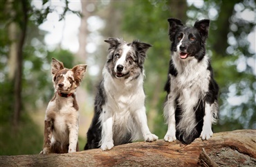 Fra HUNDEN: Raceportr&aelig;t af den alsidige border collie 