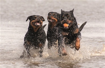 Fra HUNDEN: Raceportr&aelig;t af den loyale rottweiler