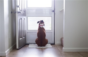 Video: Hund venter hele dagen p&aring; ejer