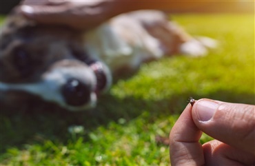 Fra HUNDEN: Fl&aring;terne nyder for&aring;ret – ligesom dig og din hund