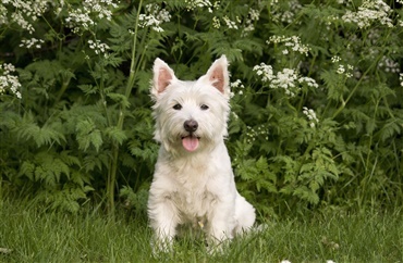 Fra HUNDEN: Raceportr&aelig;t af den selvsikre west highland white terrier