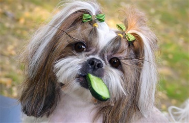 M&aring; min hund spise agurker?
