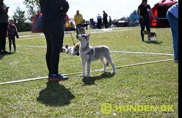 DKK Puppy Cup 2025 – Hvalpene indtog Vilhelmsborg