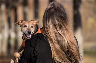 16 ting der viser hvor h&oslash;jt din hund elsker dig 