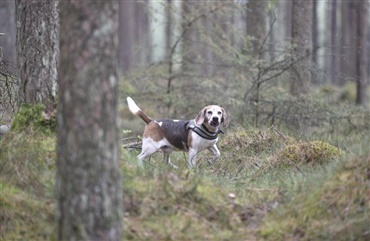 Se billederne: Nordisk venskabskamp for beagler