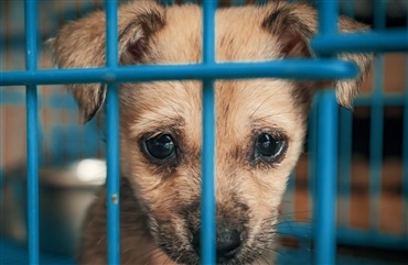 Dyrev&aelig;rnet: Anerkendt dyrl&aelig;ge hj&aelig;lper ulovlige hundehandler