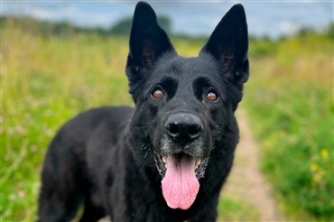 Danmarks bedste politihund er g&aring;et bort