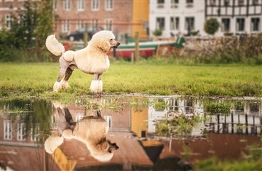 Del 2: Hunden p&aring; l&aelig;rredet