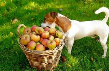 Nedfaldsfrugt er farligt for Fido