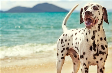Elsker din hund ogs&aring; strand og vand?