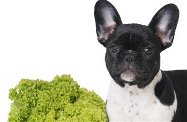 M&aring; min hund spise asparges?
