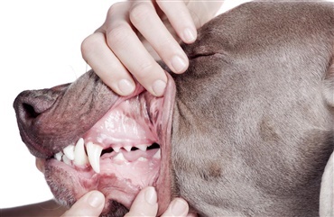 Hunde f&aring;r ogs&aring; tandpine