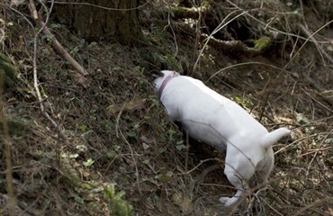 Hund overlevede 6 døgn i stor grav