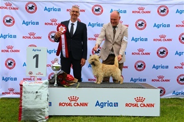 Roskilde: Cairn terrier gentog bedriften og blev Best in Show igen