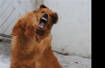 Hundeslagsm&aring;l er et mareridt for alle hundeejere