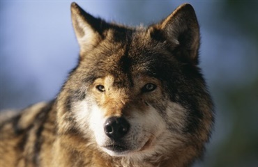 DNA-tests afslører både hund og ulv