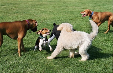 Hundeejere: Mange hundeejere har ikke styr p&aring; deres hunde