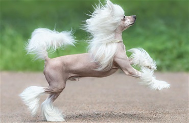 Sommerquiz: Chinese crested