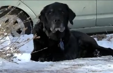 Et postbud bygger en rampe til en gammel hund på sin rute