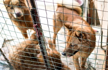 Laixi City: Hunde skal hverken slagtes eller spises