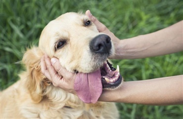 Russiske k&aelig;ler&aelig;ve giver svaret: Derfor er din hund s&aring; k&aelig;rlig