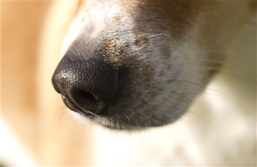 Hunde lugter sig frem til malaria hos b&oslash;rn 