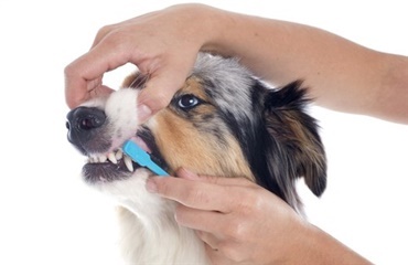 Tips til hvordan du børster hundens tænder