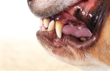 Hundeejer amok: Slår yngre hundeejer, der ville forsvare sine hunde