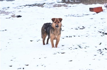 Hund reddede 10-&aring;rig pige i snestorm