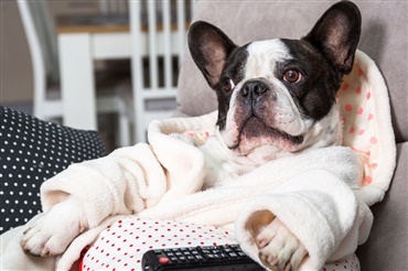 10 fantastiske hundefilm 